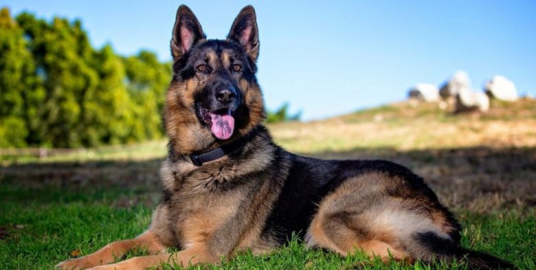 Córdoba: un niño de 12 años permanece internado tras ser atacado por un perro pastor alemán