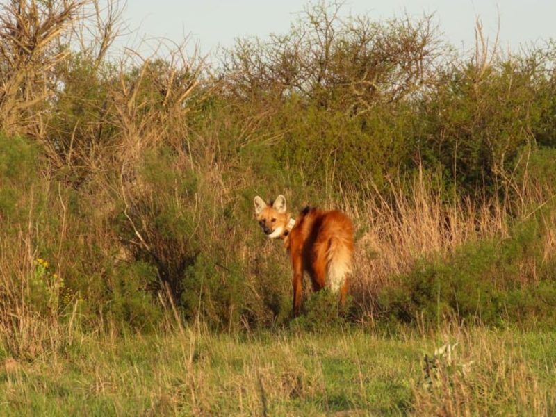 Entre Ríos: liberan un nuevo ejemplar de aguará guazú en la Reserva El Potrero