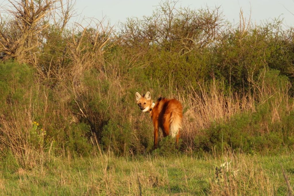 Entre Ríos: liberan un nuevo ejemplar de aguará guazú en la Reserva El Potrero