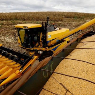 Maíz argentino: exportaciones récord y nuevas proyecciones de la Bolsa de Comercio de Rosario
