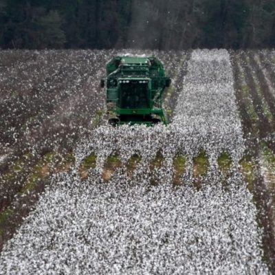 El algodón cerró su campaña en Santa Fe con 129.405 toneladas y un rinde de 1.700 kg/ha
