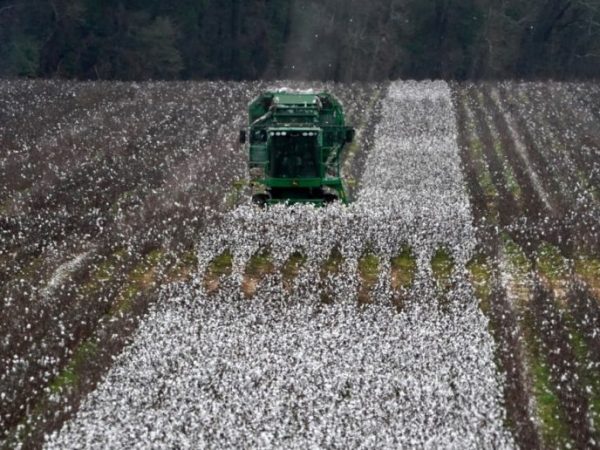 El algodón cerró su campaña en Santa Fe con 129.405 toneladas y un rinde de 1.700 kg/ha