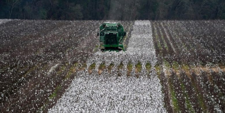 El algodón cerró su campaña en Santa Fe con 129.405 toneladas y un rinde de 1.700 kg/ha