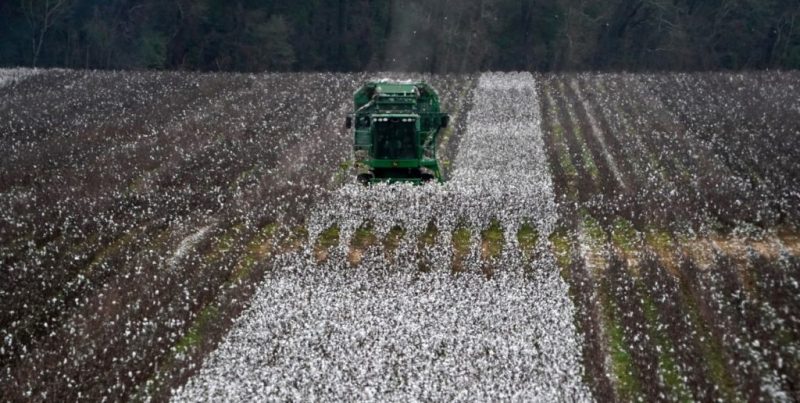 El algodón cerró su campaña en Santa Fe con 129.405 toneladas y un rinde de 1.700 kg/ha