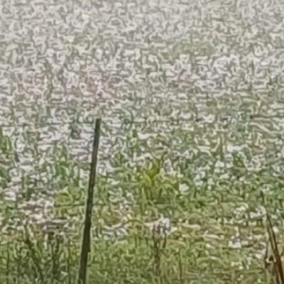Temporal y granizo: CARSFE acompaña a productores damnificados del centro-oeste provincial