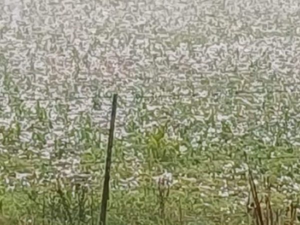 Temporal y granizo: CARSFE acompaña a productores damnificados del centro-oeste provincial