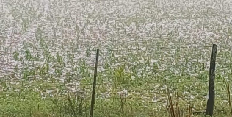 Temporal y granizo: CARSFE acompaña a productores damnificados del centro-oeste provincial