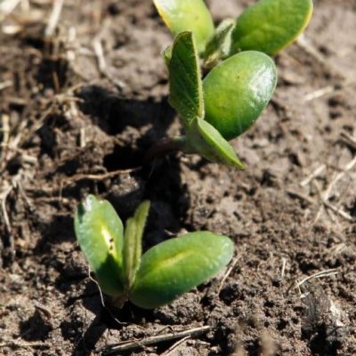 La soja crece un 2% en la región núcleo y ajusta su estrategia ante la llegada de El Niño