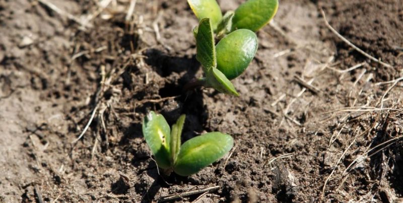 La soja crece un 2% en la región núcleo y ajusta su estrategia ante la llegada de El Niño