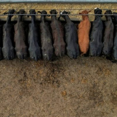 Récord en feedlots: los corrales de engorde alcanzaron más de dos millones de cabezas