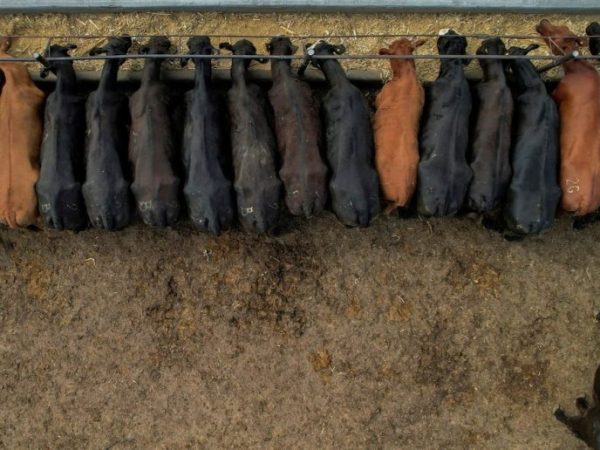 Récord en feedlots: los corrales de engorde alcanzaron más de dos millones de cabezas