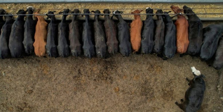 Récord en feedlots: los corrales de engorde alcanzaron más de dos millones de cabezas
