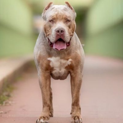 Tragedia en Moreno: un perro pitbull atacó y mató a un niño de 4 años y detuvieron a su madrina