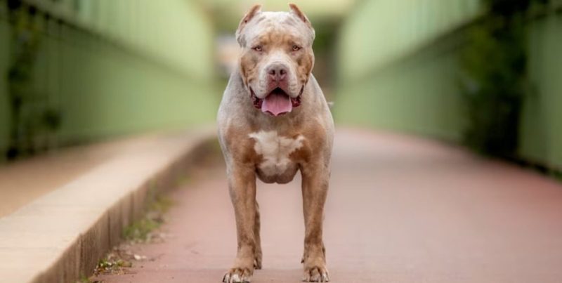 Tragedia en Moreno: un perro pitbull atacó y mató a un niño de 4 años y detuvieron a su madrina